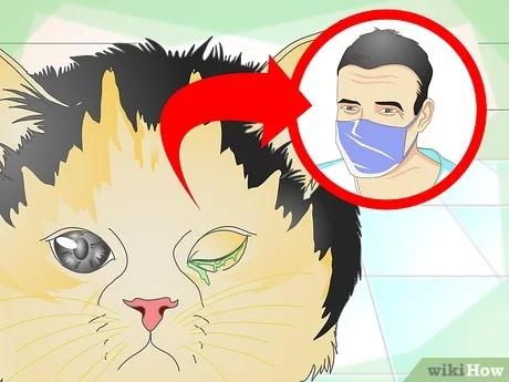 صورة عنوانها Treat Cat Eye Infection Step 3