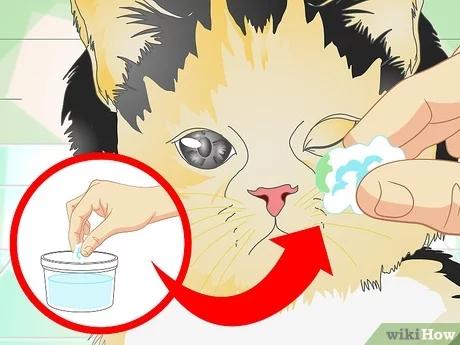 صورة عنوانها Treat Cat Eye Infection Step 5