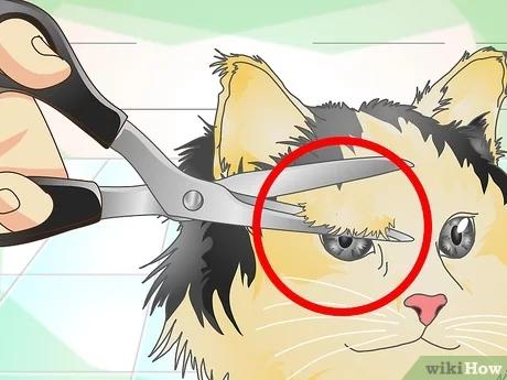 صورة عنوانها Treat Cat Eye Infection Step 6