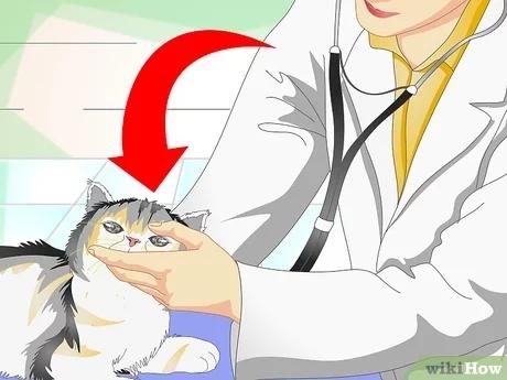 صورة عنوانها Treat Cat Eye Infection Step 8