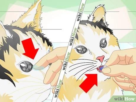 صورة عنوانها Treat Cat Eye Infection Step 9